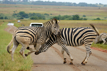 Naklejka premium Zebra fighting for Dominance over females in mating season in the herd. Biting and kicking at each other until one backs out or runs away. Rietvlei Pretoria Gauteng South Africa