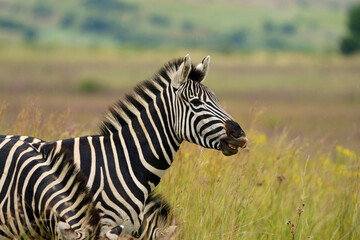 Zebra equus smiling and laughing at something funny in the veld in pretoria at rietvle nature reserve in South Africa