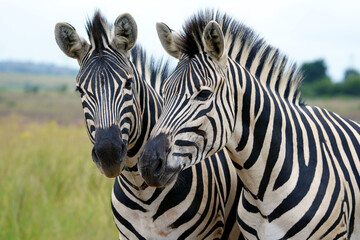 2 Two Zebra Equus standing togetherin the veld in rietvlei nature reserve in Pretoria South Africa.
Very cute and cuddly