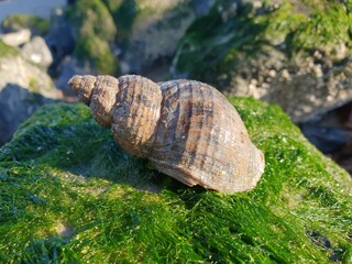 Schnecke