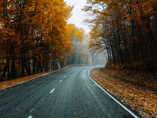 Naklejka na ściany i meble yellow leaves autumn forest nature fresh air tall trees road track