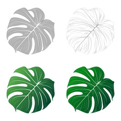 Tropical isolated green leaf monstera set
