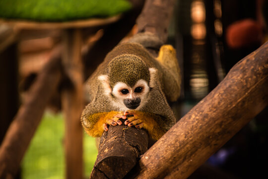 Little squirrel monkey pictures Sleeping on a wooden rail