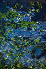 Bosque de Riofrio, Segovia, Castilla y León, España, Europa