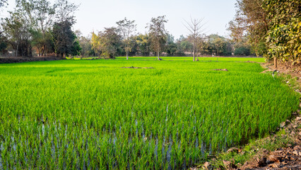 Indian rice field