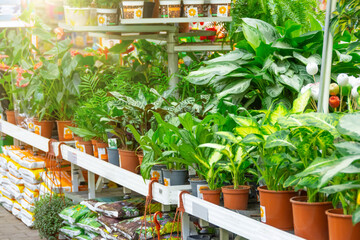 Rack with indoor shade tolerant plants in a garden store in a greenhouse.