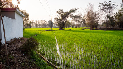 Rice field in India