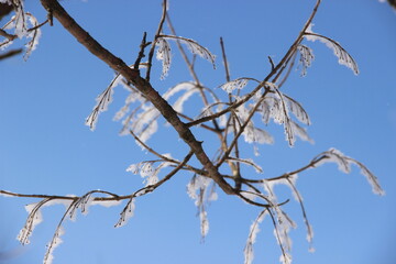 branches against sky