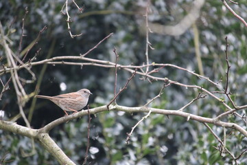robin on a branch