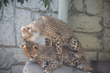 チーターの子供たち