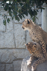 チーターの子供