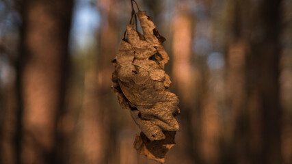 Fototapeta na wymiar dry leaf in winter