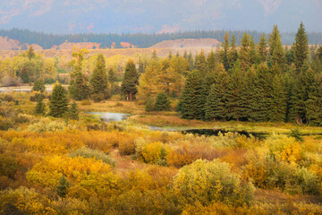 A brightly colored golden field with pine trees and a river running through in Grand Teton National Park just as you drive past Mormon Row in September.
