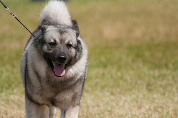 Norwegian Elkhound walking on leash