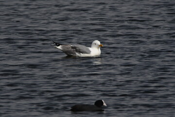 GAVIOTA PATIAMARILLA