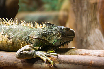 The iguana, very still clinging on the wooden rail, was greenish, black-brown 