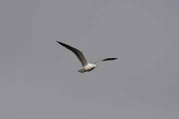 GAVIOTA PATIAMARILLA