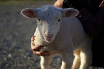 foraging sheep