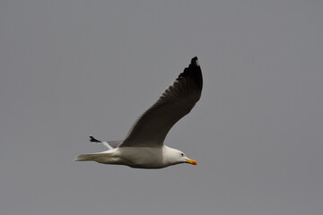 GAVIOTA PATIAMARILLA