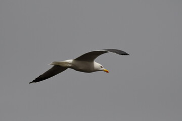 GAVIOTA PATIAMARILLA