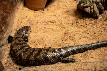 The Blue-tongued skink was lying calmly. Has a beautiful brown needle pattern 