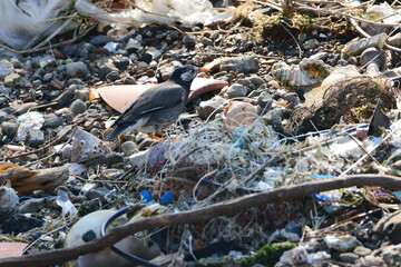 水辺のムクドリ