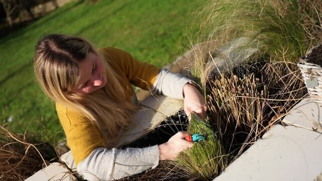 Young blonde woman cutting back Feather grass (Stipa), also known as angel hair feather grass, maiden hair grass, tufted hair grass or wattle grass, in the garden