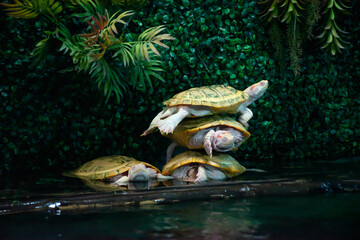 The white turtles stacking themselves on three floors are a miracle. Looks cute, beautiful. Strange to nature 