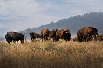 Various photos of bison on Mormon Row in the morning standing on a grassy hill  in Grand Teton National Park in Wyoming.
