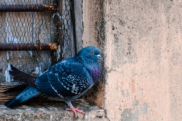 pigeon sitting on a ledge