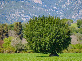 Fototapeta na wymiar Landscape Mallorca