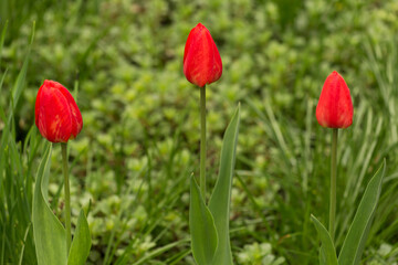 Three red tulip buds in garden. Floral background