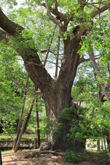 栴檀（せんだん）の木の幹