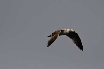 GAVIOTA PATIAMARILLA