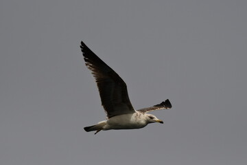 GAVIOTA PATIAMARILLA