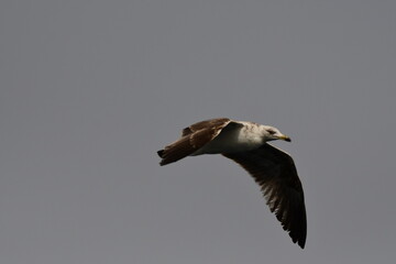 GAVIOTA PATIAMARILLA