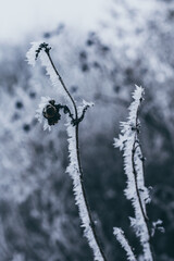 snow covered branches of tree