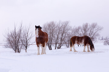 A pair of tall handsome chestnut Clydesdale horses seen in a snowy field during a winter afternoon in a rural part of Quebec City, Quebec, Canada