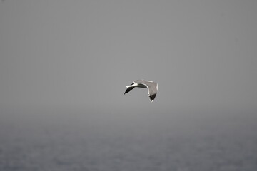 GAVIOTA PATIAMARILLA