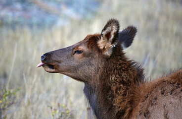 Fawn with the tongue in profile - Rocky Mountains National Park, Colorado