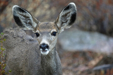 Deer portrait - Rocky Mountains National Park, Colorado