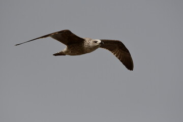 GAVIOTA PATIAMARILLA