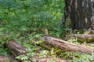 Chipmunk sits on rotten tree trunks. The brown chipmunk is eating. Green grass and leaves. Natural sunlight.