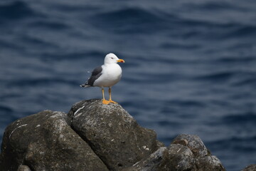 GAVIOTA PATIAMARILLA