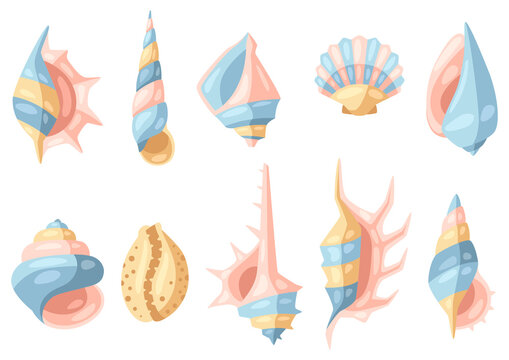 Set of seashells.