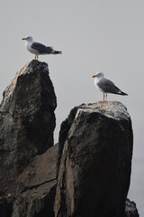 GAVIOTA PATIAMARILLA