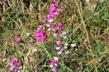 flowers in spring