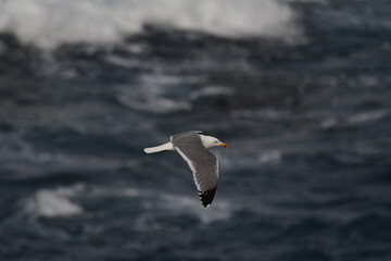 GAVIOTA PATIAMARILLA