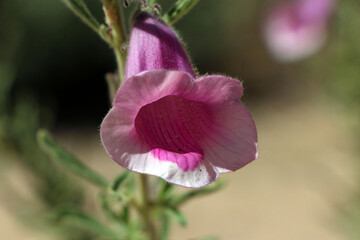 Pink wildflower blooms close to Spitzkoppe after good rain