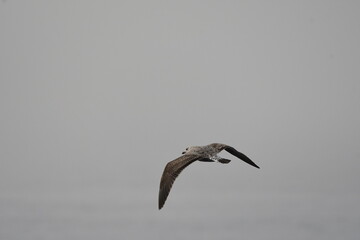 GAVIOTA PATIAMARILLA